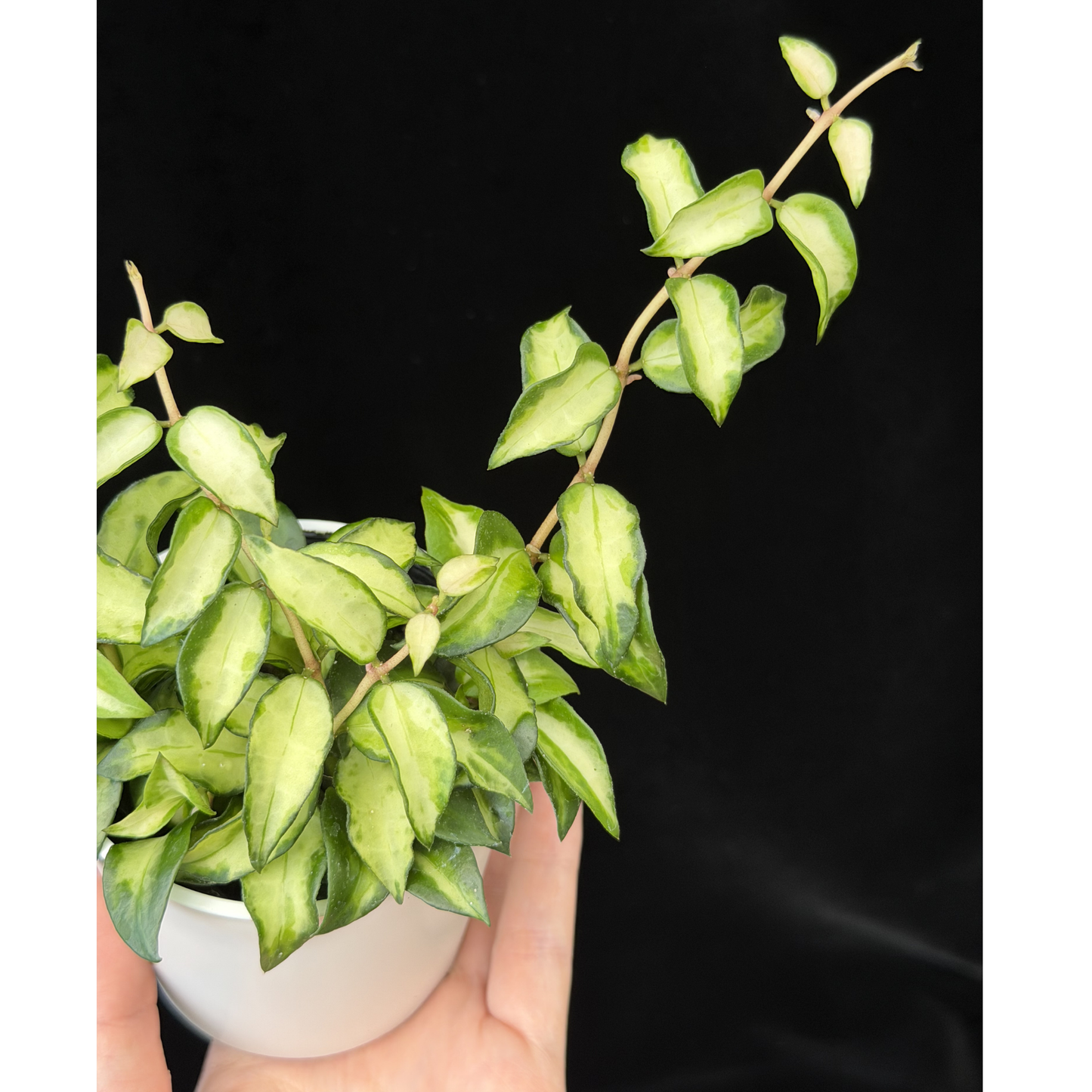 【一点もの販売】ホヤ ラクノサ ブルーノ Hoya Lacunosa Bruno