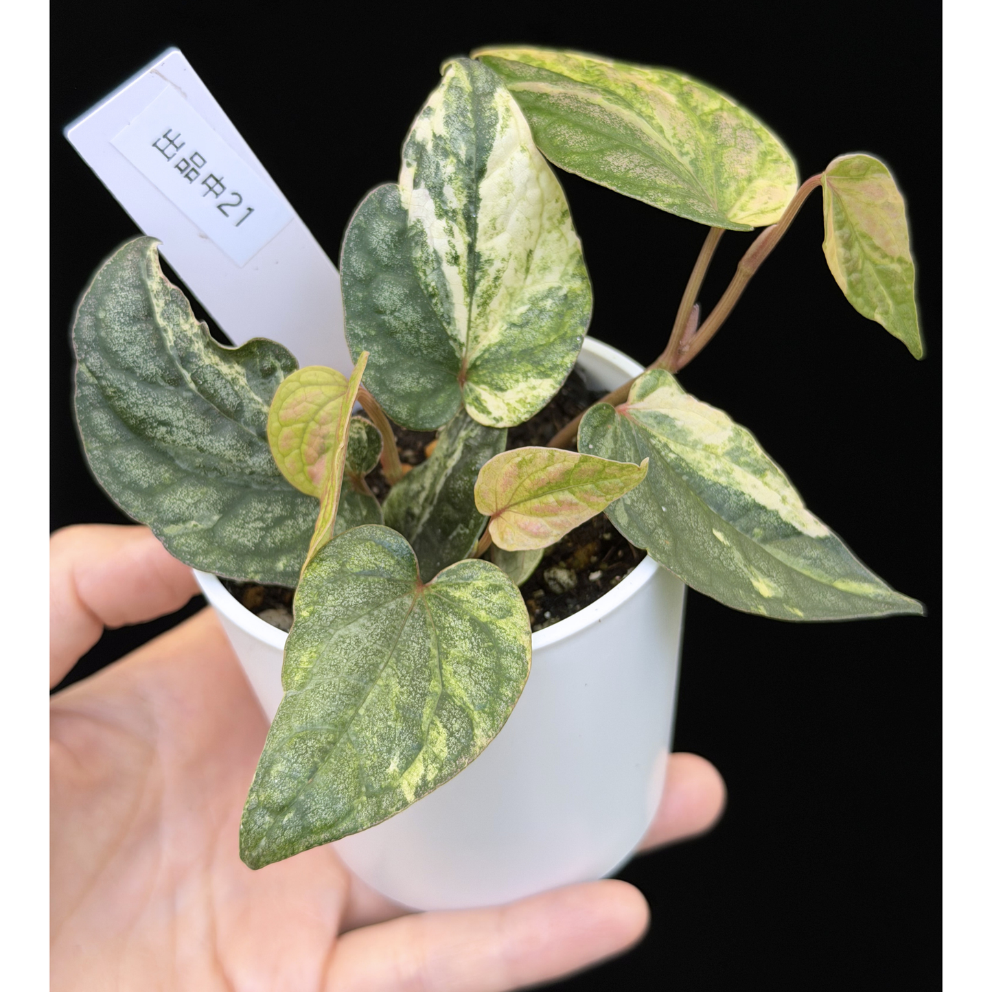 【一点もの】Piper sylvaticum variegated  ピペル シルバティクム斑入り 21