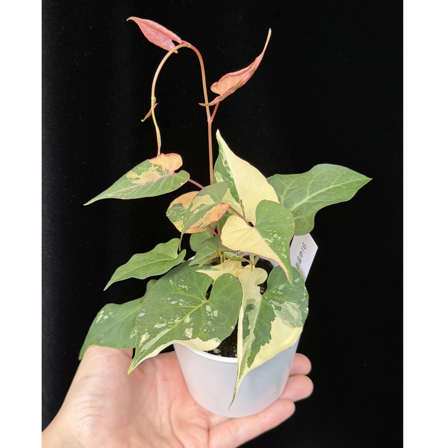 【一点もの販売】ファロピア マルチフローラ 斑入り Fallopia multiflora 'Variegata'   16
