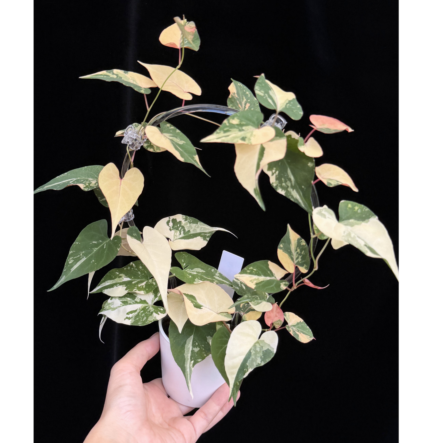 【一点もの販売】ファロピア マルチフローラ 斑入り クリア支柱Mサイズ仕立て Fallopia multiflora 'Variegata'