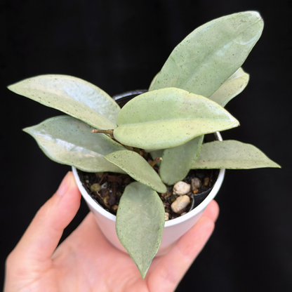 【一点もの】ホヤ ウィルバーグレイブス シルバー Hoya carnosa 'wilbur graves silver'