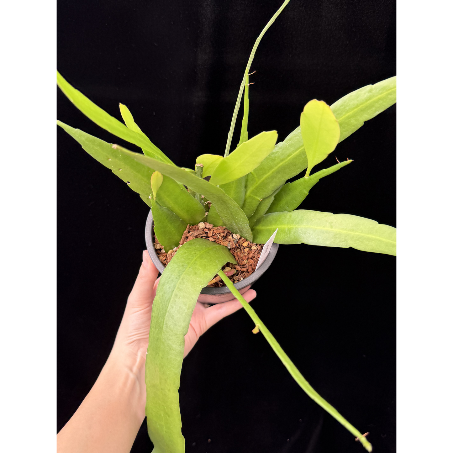 【一点もの】姫月下美人 4号 プラスチック鉢 BLACK PLASTIC POT 受け皿付き 1