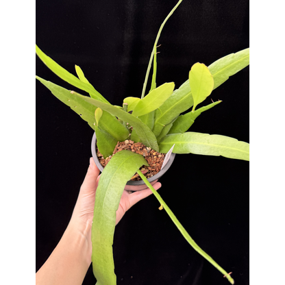 【一点もの】姫月下美人 4号 プラスチック鉢 BLACK PLASTIC POT 受け皿付き 1