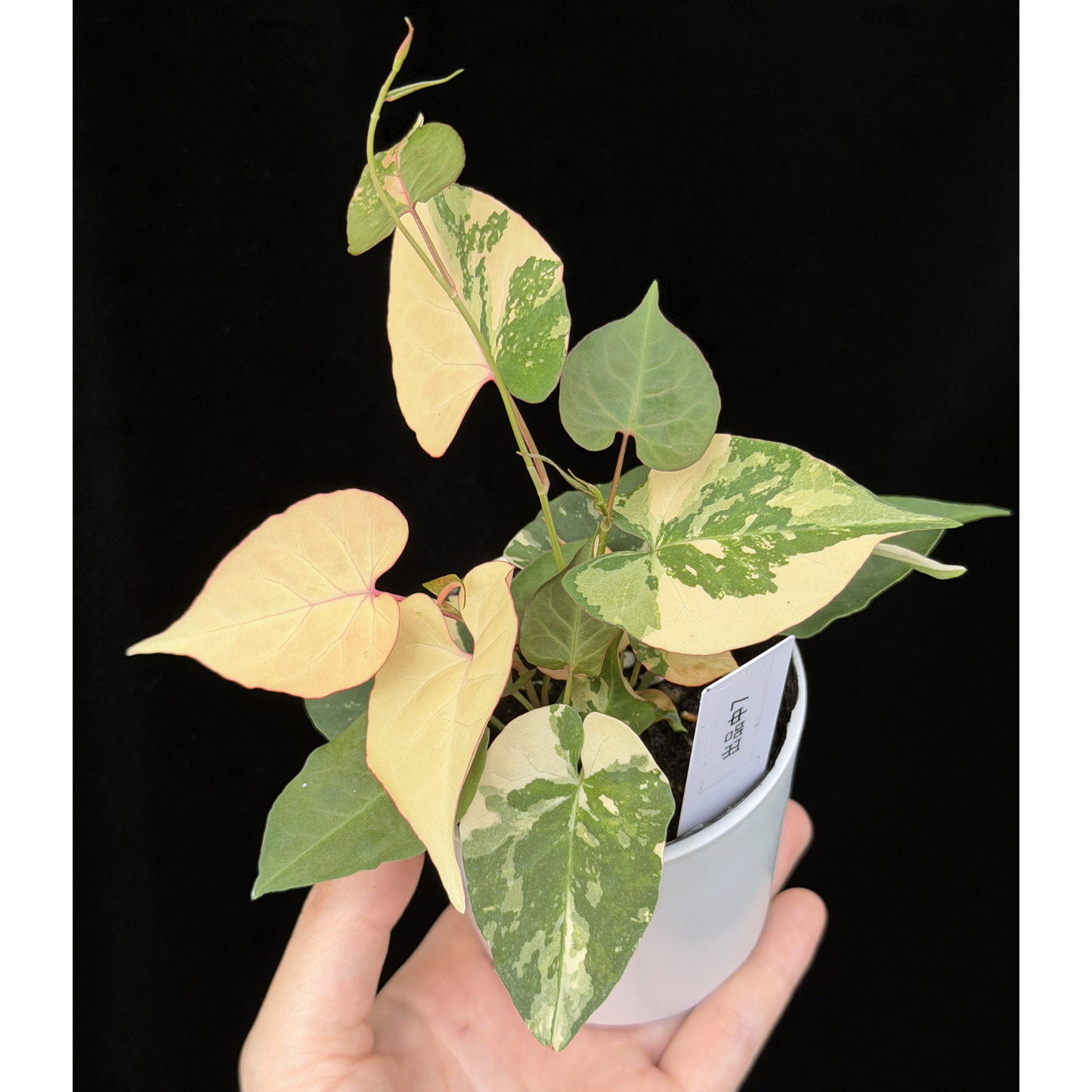 【一点もの販売】ファロピア マルチフローラ 斑入り Fallopia multiflora 'Variegata'   7