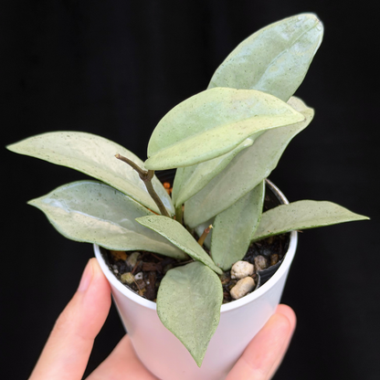 【一点もの】ホヤ ウィルバーグレイブス シルバー Hoya carnosa 'wilbur graves silver'