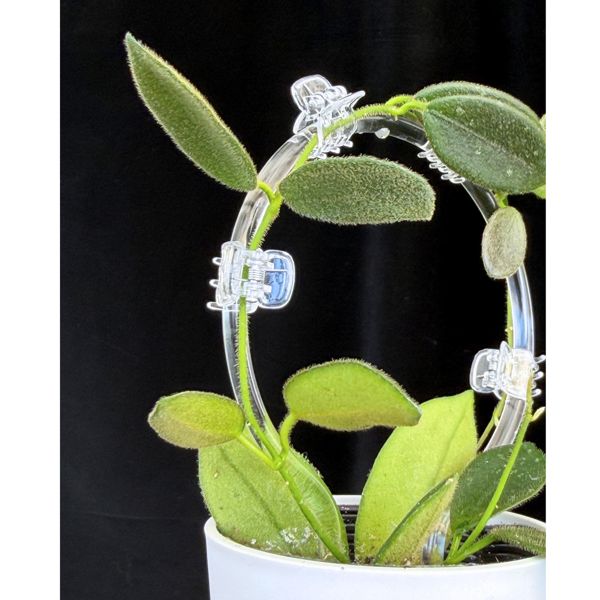 【一点もの】ホヤ トムソニー  Hoya thomsonii クリア支柱 Sサイズ仕立て
