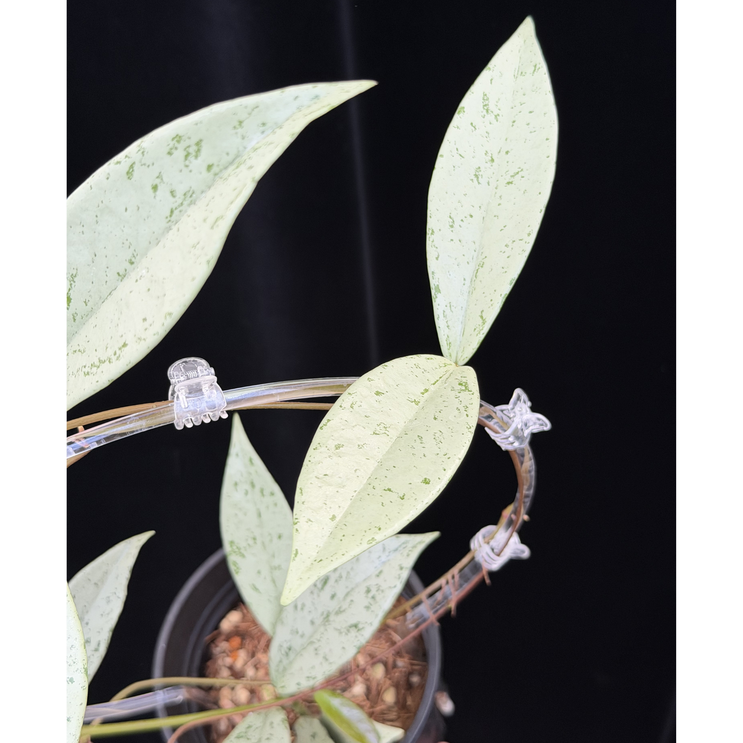 【一点もの】ホヤ プビカリクス シルバーゴースト 支柱仕立て Hoya Pubicalyx silver ghost 4号 スリット鉢 希少 レア ねこチップ