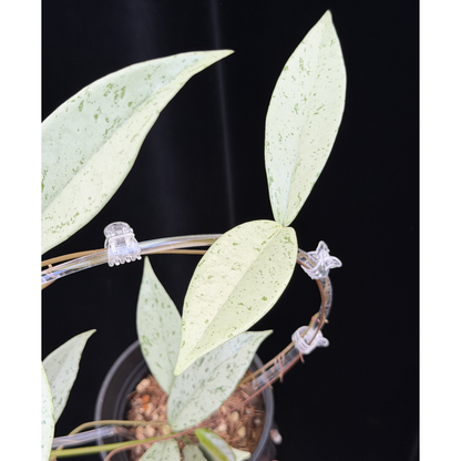 【一点もの】ホヤ プビカリクス シルバーゴースト 支柱仕立て Hoya Pubicalyx silver ghost 4号 スリット鉢 希少 レア ねこチップ