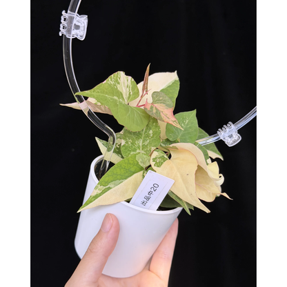 【一点もの】ファロピア マルチフローラ 斑入り クリア支柱Mサイズ仕立て Fallopia multiflora 'Variegata'　20