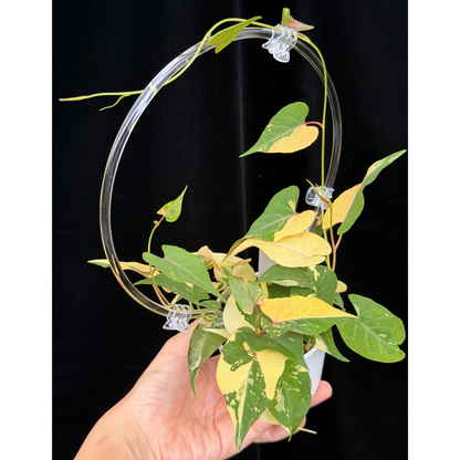 【一点もの販売】ファロピア マルチフローラ 斑入り クリア支柱Mサイズ仕立て Fallopia multiflora 'Variegata'　11