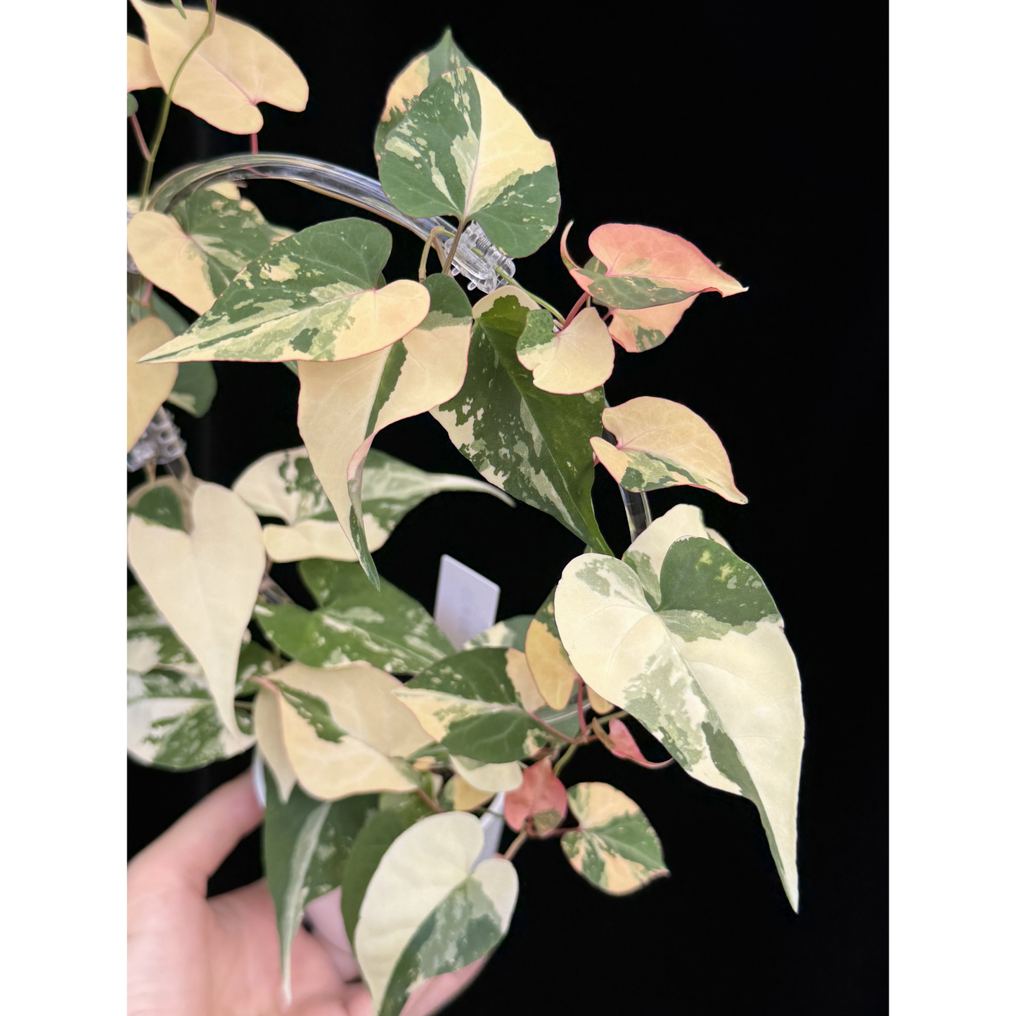【一点もの販売】ファロピア マルチフローラ 斑入り クリア支柱Mサイズ仕立て Fallopia multiflora 'Variegata'