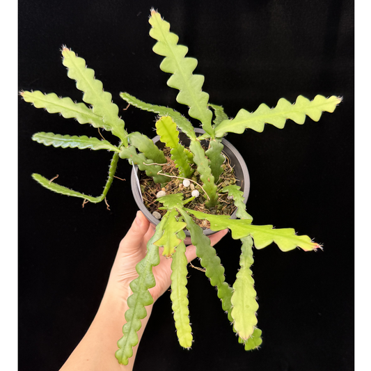 【一点もの】フィッシュボーンカクタス エビフィラム アングリガー 4号 プラスチック鉢 BLACK PLASTIC POT 受け皿付き 8