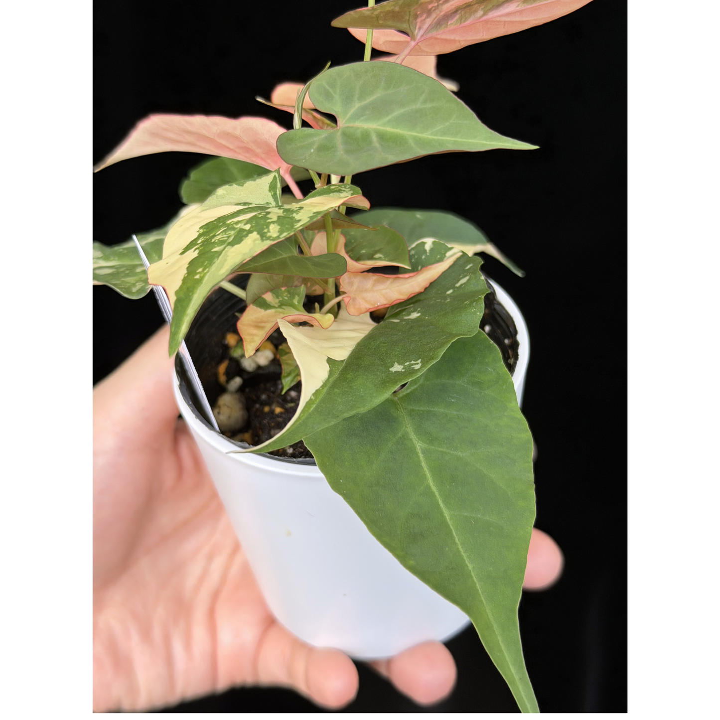 【一点もの販売】ファロピア マルチフローラ 斑入り Fallopia multiflora 'Variegata'   7