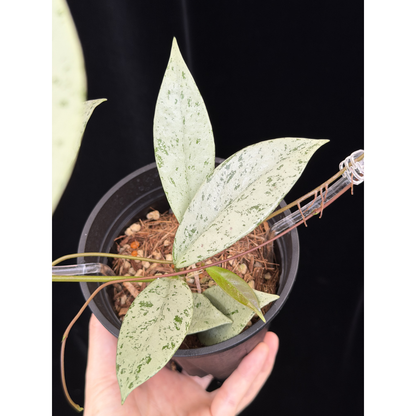 【一点もの】ホヤ プビカリクス シルバーゴースト 支柱仕立て Hoya Pubicalyx silver ghost 4号 スリット鉢 希少 レア ねこチップ