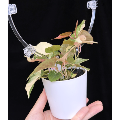 【一点もの】ファロピア マルチフローラ 斑入り クリア支柱Mサイズ仕立て Fallopia multiflora 'Variegata'　20