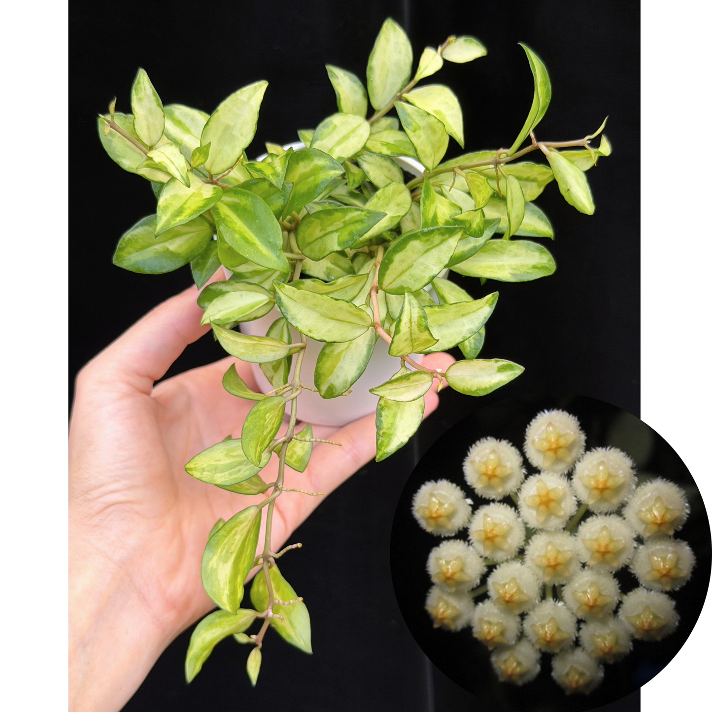ホヤ ラクノーサ ブルーノ Hoya lacunosa Bruno