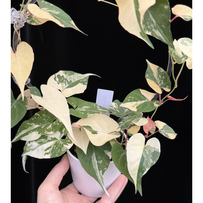 【一点もの販売】ファロピア マルチフローラ 斑入り クリア支柱Mサイズ仕立て Fallopia multiflora 'Variegata'