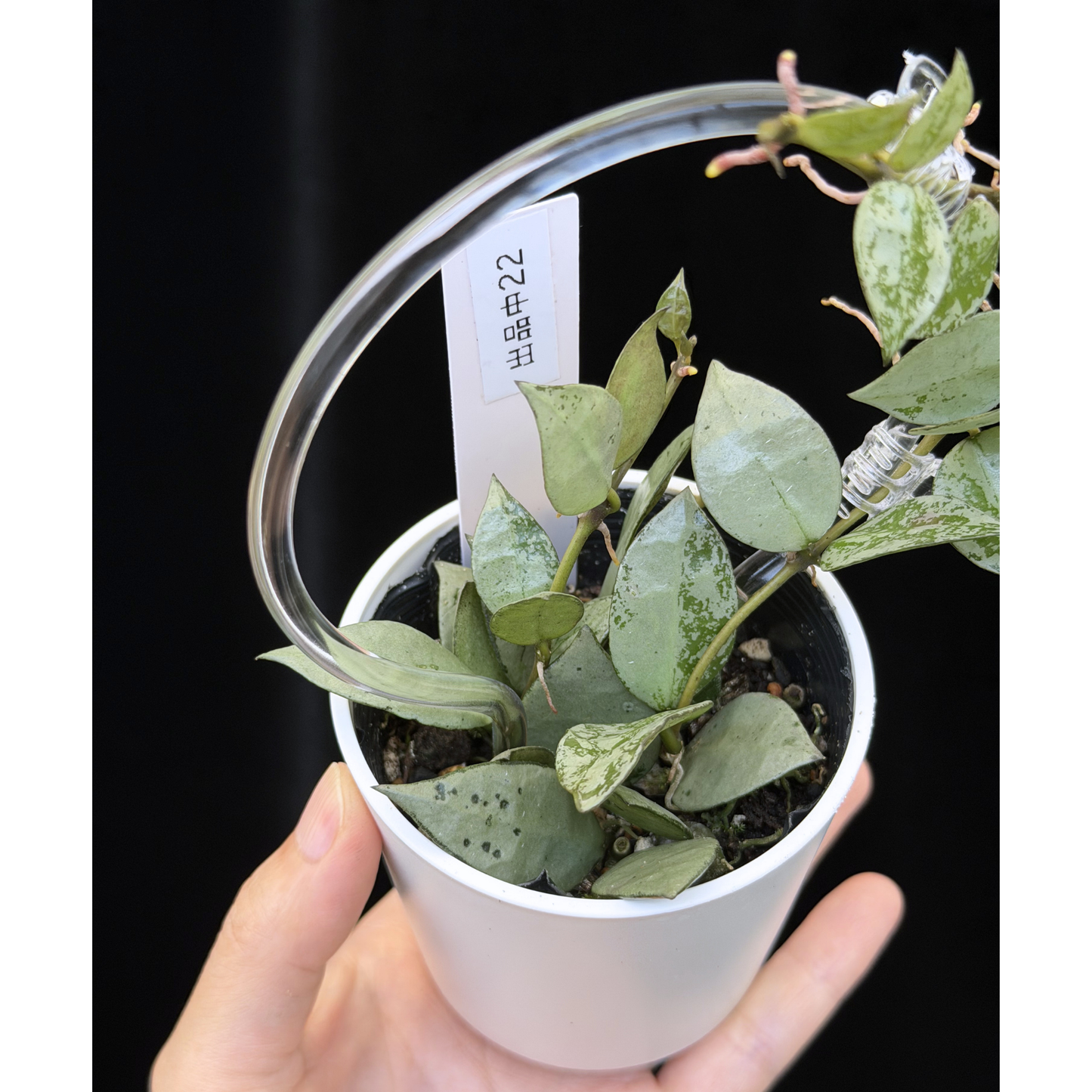 【一点もの】ホヤ クローニアナ シルバー Hoya krohniana 'Silver' 22
