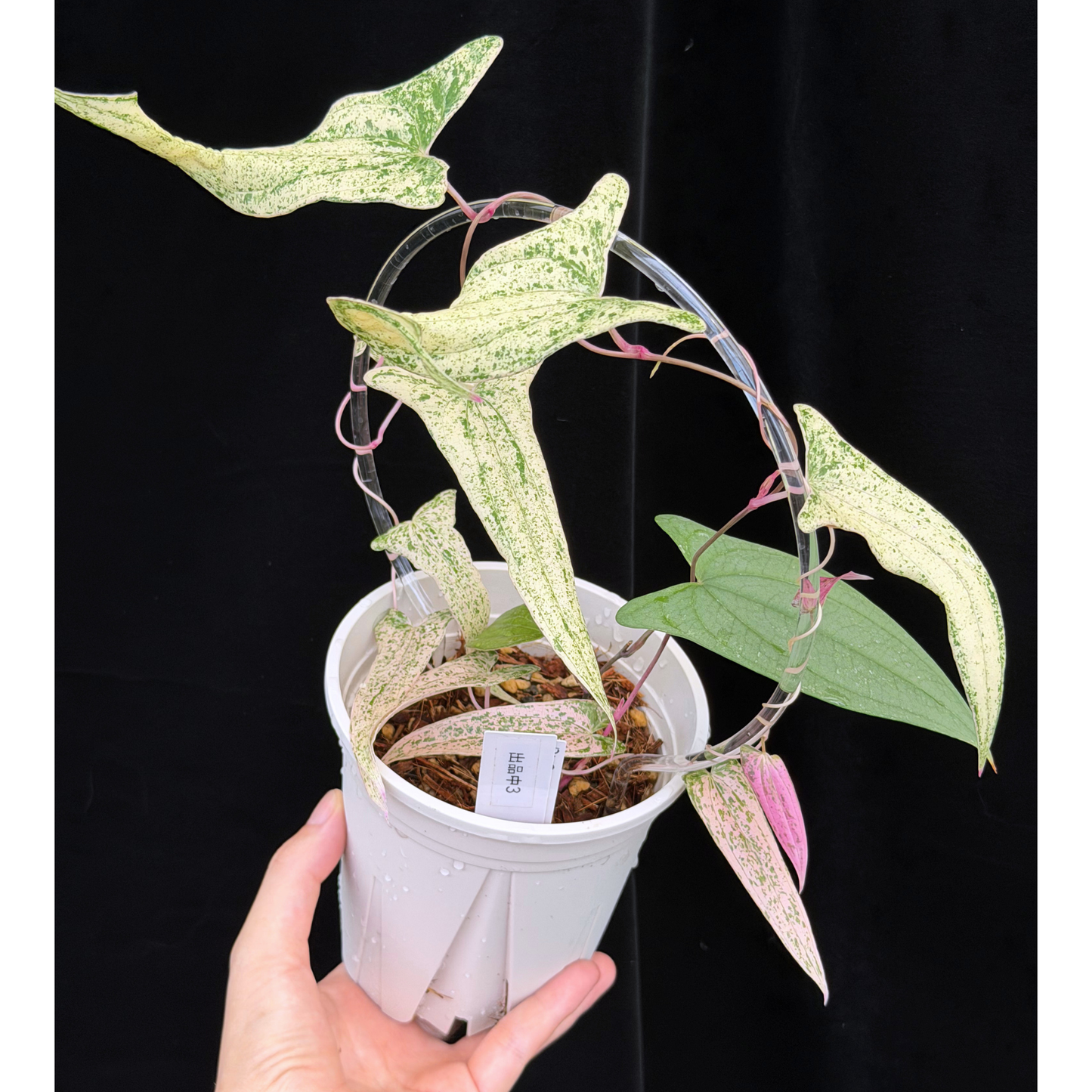 【一点もの】Dioscorea garrettii ‘Pixel’　ねこチップSS植え 激レア 3