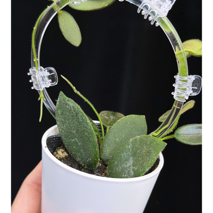 【一点もの】ホヤ トムソニー  Hoya thomsonii クリア支柱 Sサイズ仕立て