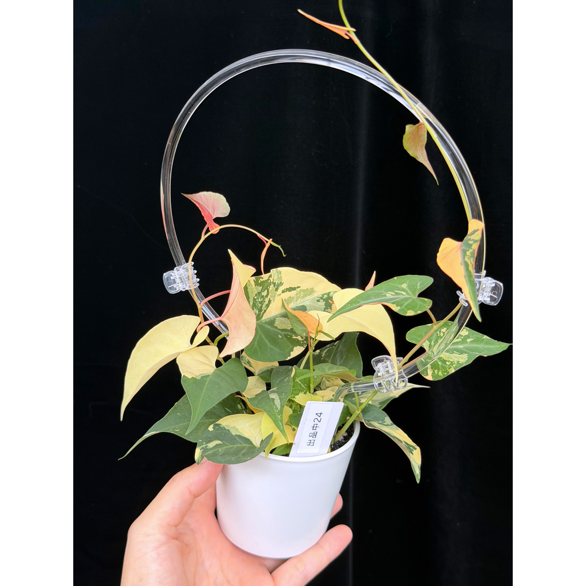 【一点もの販売】ファロピア マルチフローラ 斑入り クリア支柱Mサイズ仕立て Fallopia multiflora 'Variegata'　24