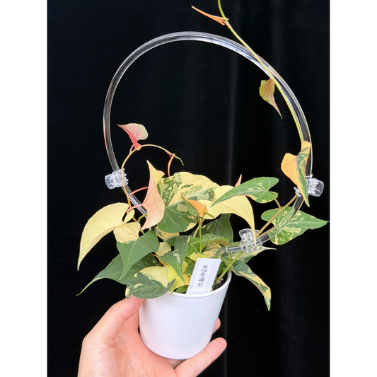 【一点もの販売】ファロピア マルチフローラ 斑入り クリア支柱Mサイズ仕立て Fallopia multiflora 'Variegata'　24
