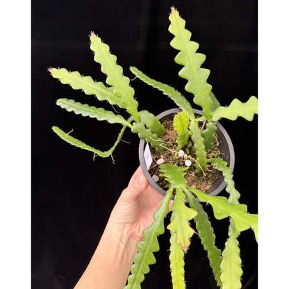 【一点もの】フィッシュボーンカクタス エビフィラム アングリガー 4号 プラスチック鉢 BLACK PLASTIC POT 受け皿付き 8