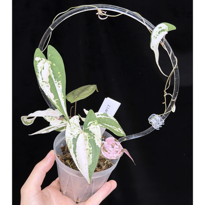 【一点もの】 Dioscorea filiformis ‘Gamma Ray’　ねこチップSS植え 激レア 17