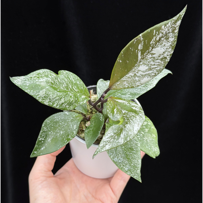 【一点もの】ホヤウィルバーグレーブス Hoya carnosa 'Wilbur Graves'
