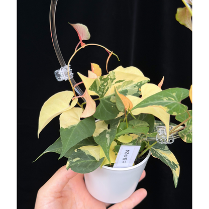 【一点もの販売】ファロピア マルチフローラ 斑入り クリア支柱Mサイズ仕立て Fallopia multiflora 'Variegata'　24