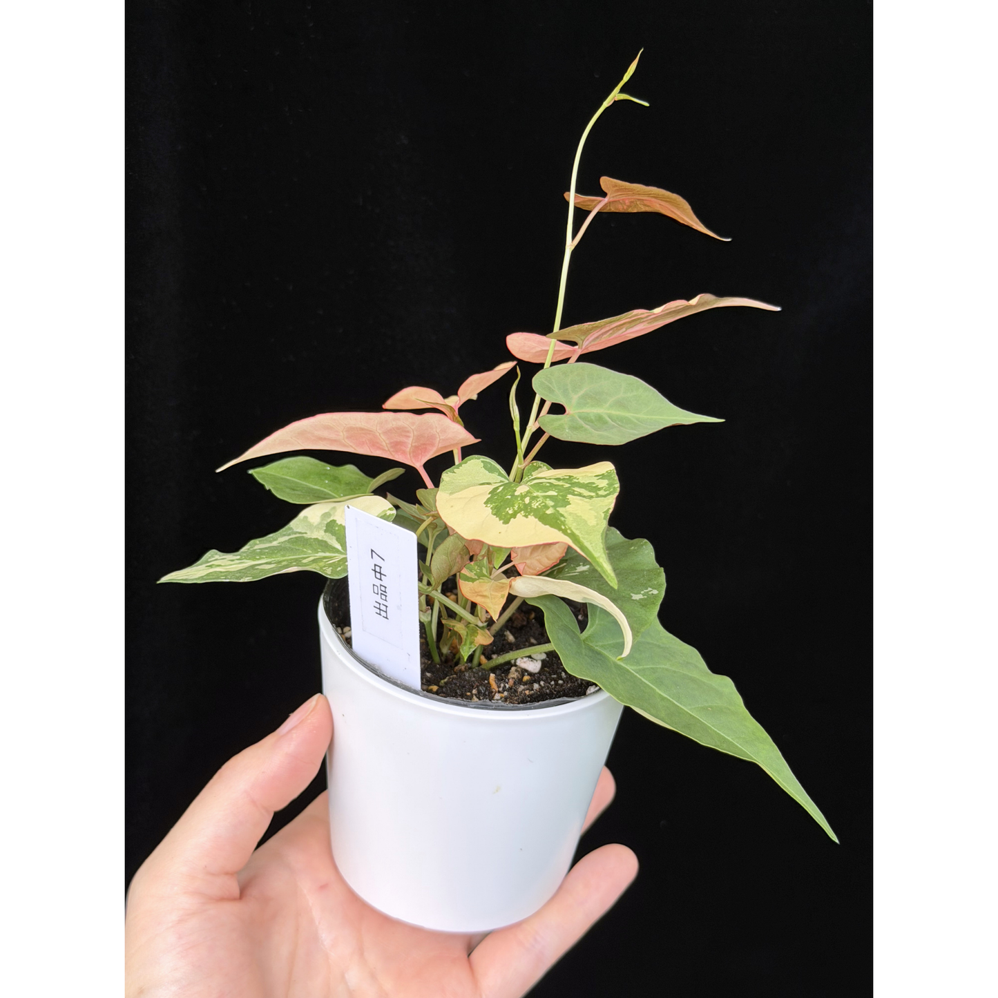【一点もの販売】ファロピア マルチフローラ 斑入り Fallopia multiflora 'Variegata'   7