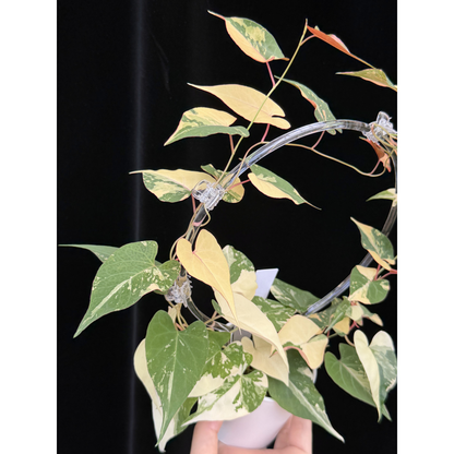 【一点もの販売】ファロピア マルチフローラ 斑入り クリア支柱Mサイズ仕立て Fallopia multiflora 'Variegata'