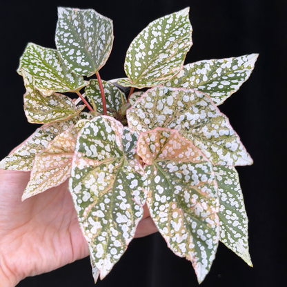【一点もの】ベゴニア スノーキャップド ピンク斑入り Begonia Snow Capped variegata