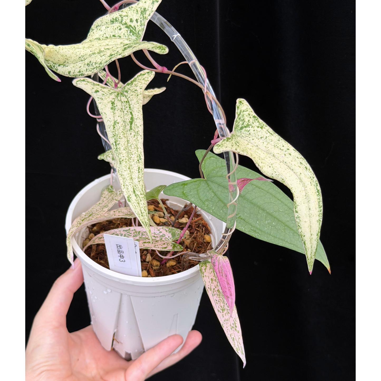 【一点もの】Dioscorea garrettii ‘Pixel’　ねこチップSS植え 激レア 3