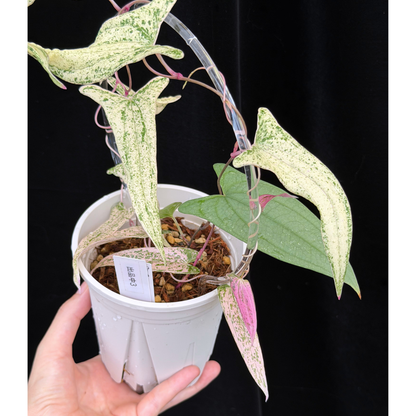 【一点もの】Dioscorea garrettii ‘Pixel’　ねこチップSS植え 激レア 3