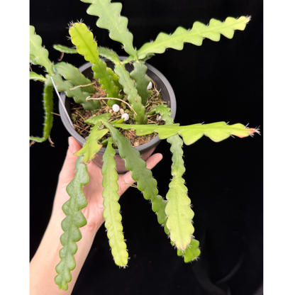 【一点もの】フィッシュボーンカクタス エビフィラム アングリガー 4号 プラスチック鉢 BLACK PLASTIC POT 受け皿付き 8