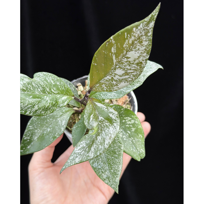 【一点もの】ホヤウィルバーグレーブス Hoya carnosa 'Wilbur Graves'