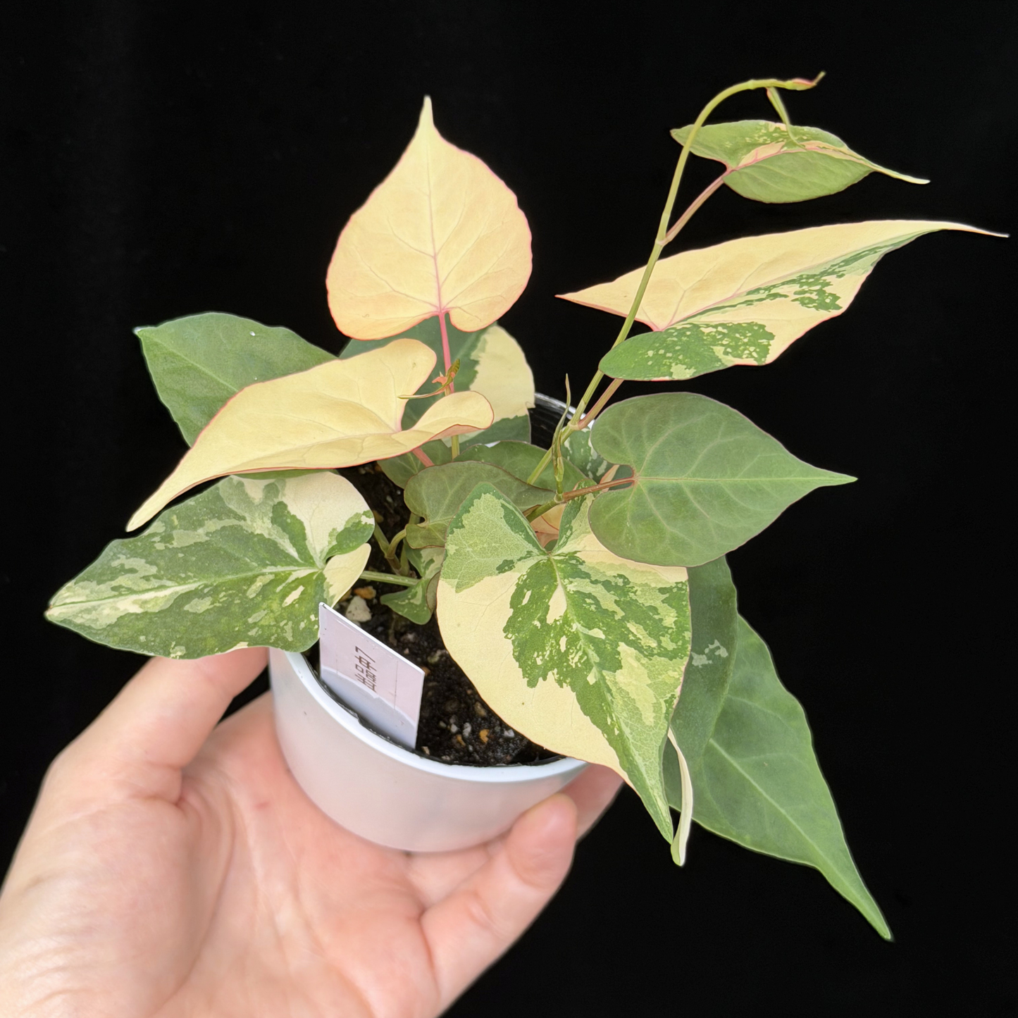 【一点もの販売】ファロピア マルチフローラ 斑入り Fallopia multiflora 'Variegata'   7