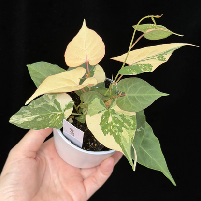 【一点もの販売】ファロピア マルチフローラ 斑入り Fallopia multiflora 'Variegata'   7