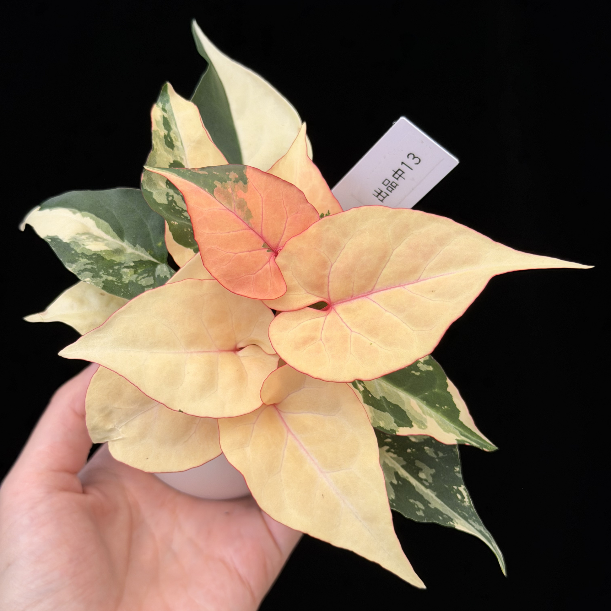 ブセファランドラ　斑入り株　Pipto Variegata ブセファランドラ 斑入り株 Pipto Variegata 【公式通販】