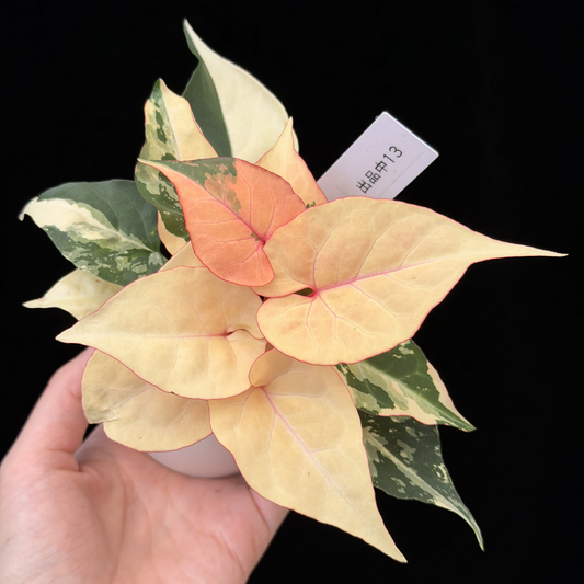 【一点もの販売】ファロピア マルチフローラ 斑入り Fallopia multiflora 'Variegata'   13