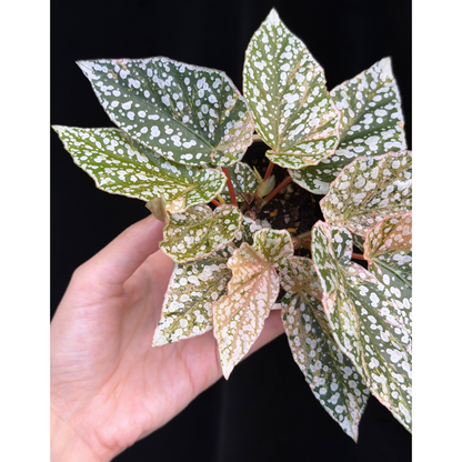 【一点もの】ベゴニア スノーキャップド ピンク斑入り Begonia Snow Capped variegata