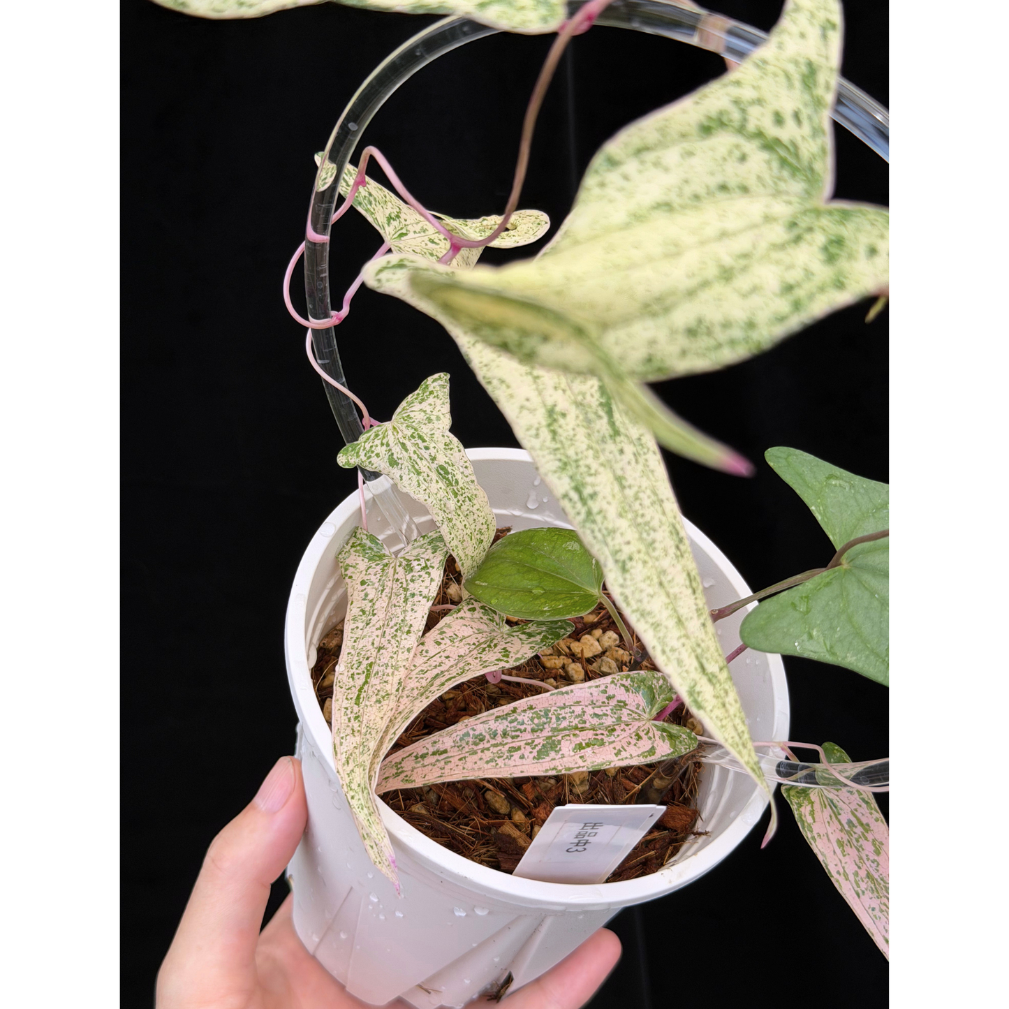 【一点もの】Dioscorea garrettii ‘Pixel’　ねこチップSS植え 激レア 3