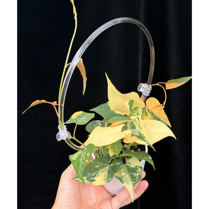 【一点もの販売】ファロピア マルチフローラ 斑入り クリア支柱Mサイズ仕立て Fallopia multiflora 'Variegata'　24