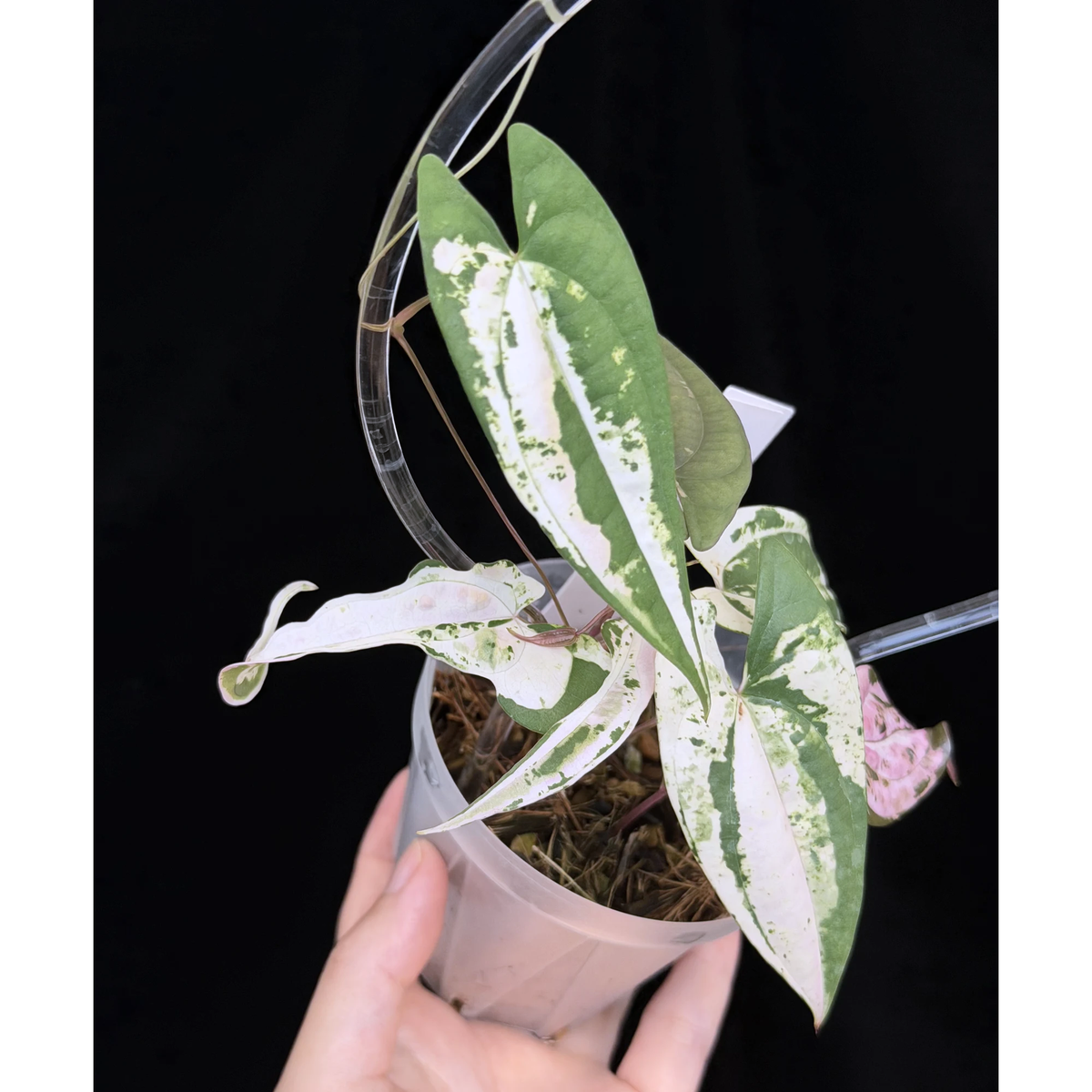 【一点もの】 Dioscorea filiformis ‘Gamma Ray’　ねこチップSS植え 激レア 17