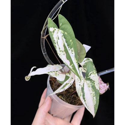 【一点もの】 Dioscorea filiformis ‘Gamma Ray’　ねこチップSS植え 激レア 17