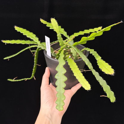 【一点もの】フィッシュボーンカクタス エビフィラム アングリガー 4号 プラスチック鉢 BLACK PLASTIC POT 受け皿付き 8