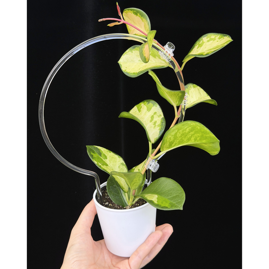 その他観葉植物 hrk30 inakougei