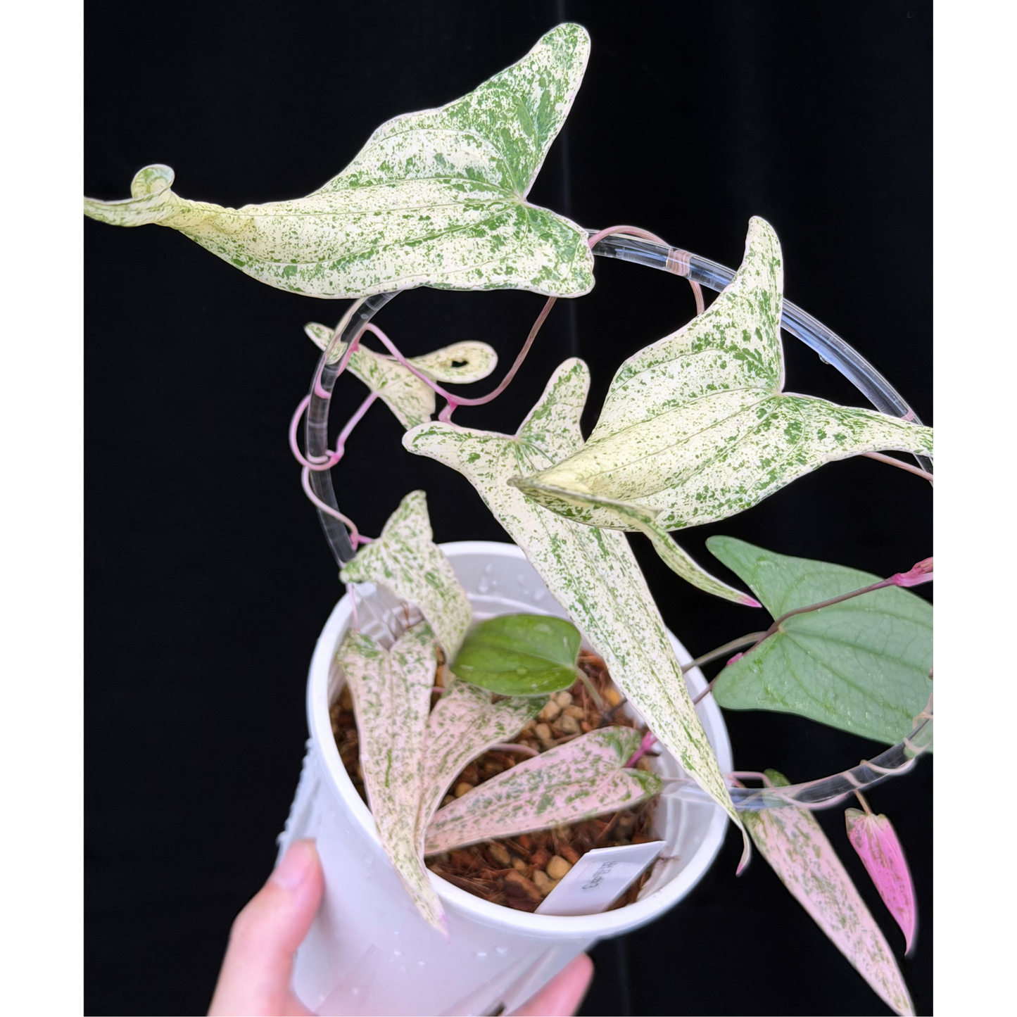 【一点もの】Dioscorea garrettii ‘Pixel’　ねこチップSS植え 激レア 3