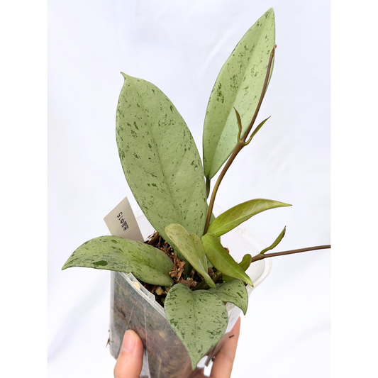 【一点もの】ホヤ プビカリクス シルバーゴースト Hoya Pubicalyx silver ghost 3.5号 スリット鉢 希少 レア ねこチップ